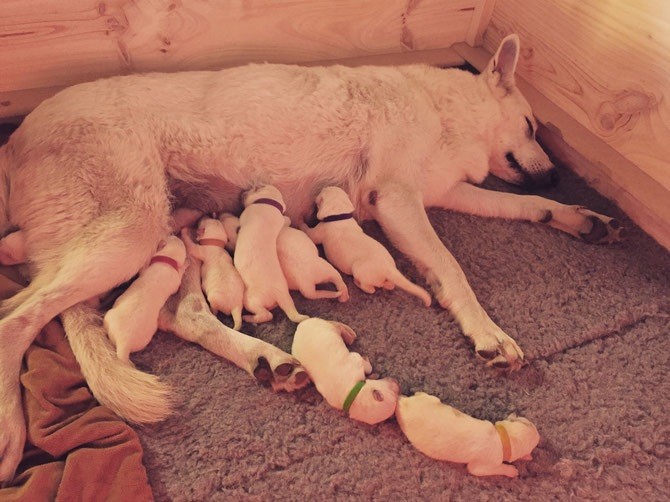 Des Crins D'Or Blanc - Berger Blanc Suisse - Portée née le 28/08/2019