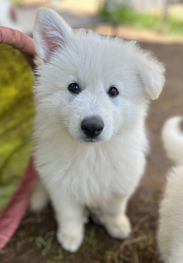 Des Crins D'Or Blanc - Chiot disponible  - Berger Blanc Suisse