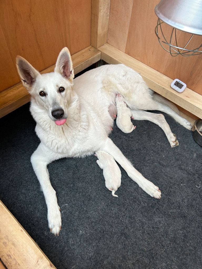 chiot Berger Blanc Suisse Des Crins D'Or Blanc