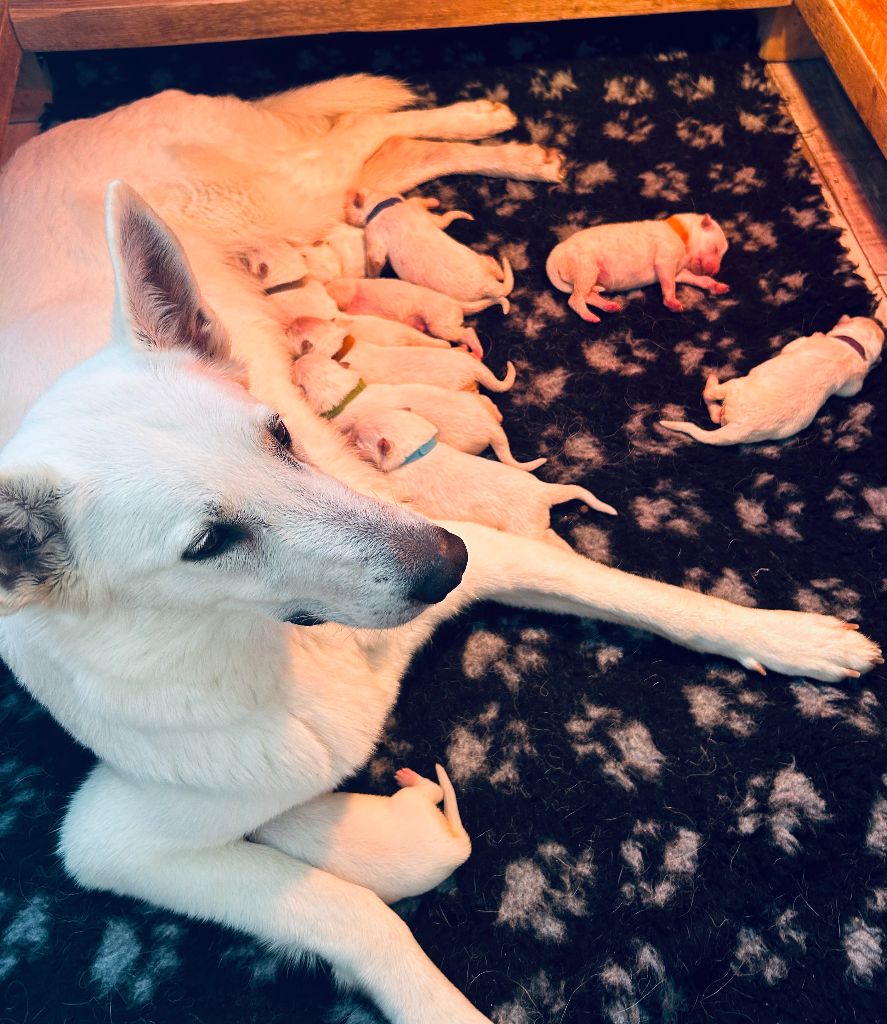 chiot Berger Blanc Suisse Des Crins D'Or Blanc