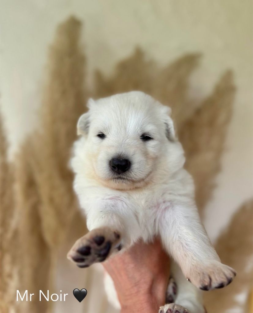 Des Crins D'Or Blanc - Chiots disponibles - Berger Blanc Suisse