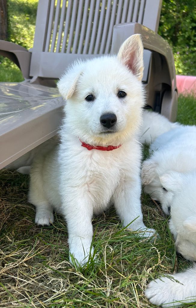 Des Crins D'Or Blanc - Chiots disponibles - Berger Blanc Suisse