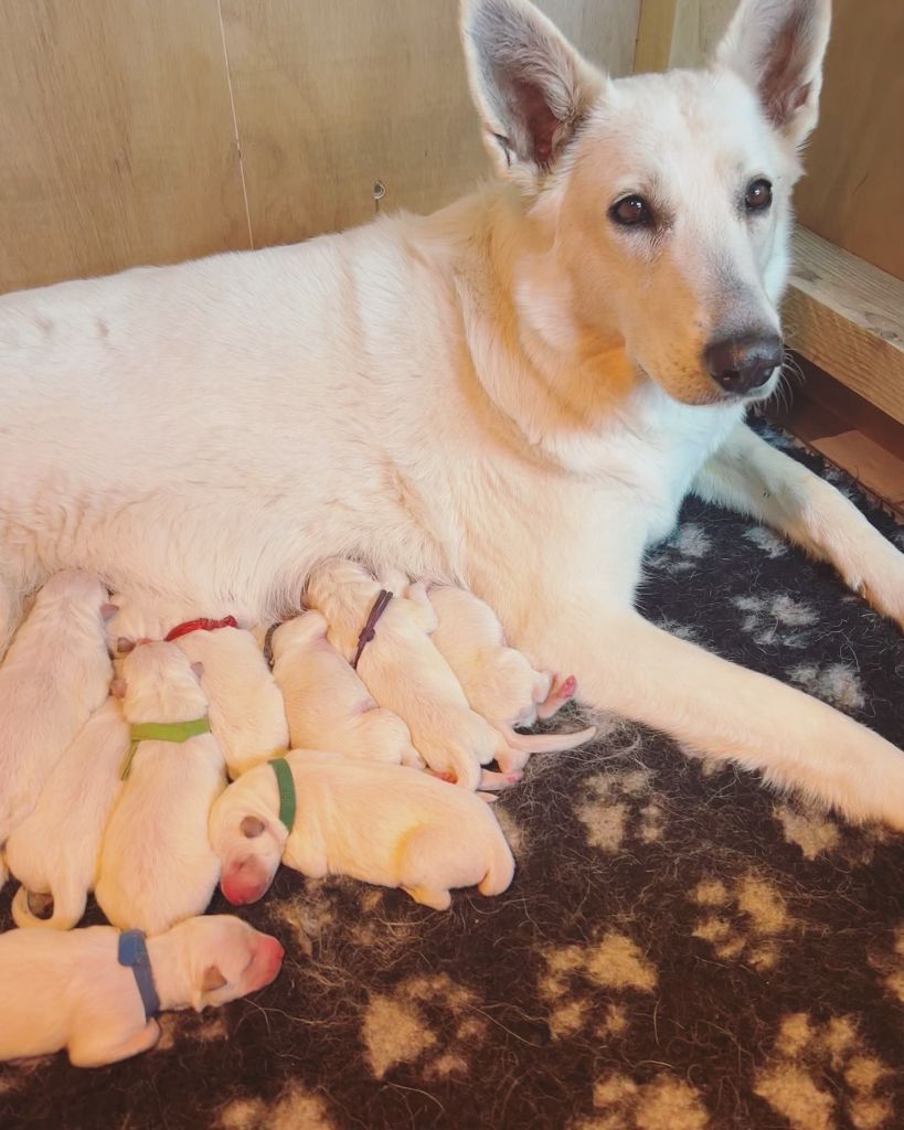 Chiot Berger Blanc Suisse Des Crins D'Or Blanc