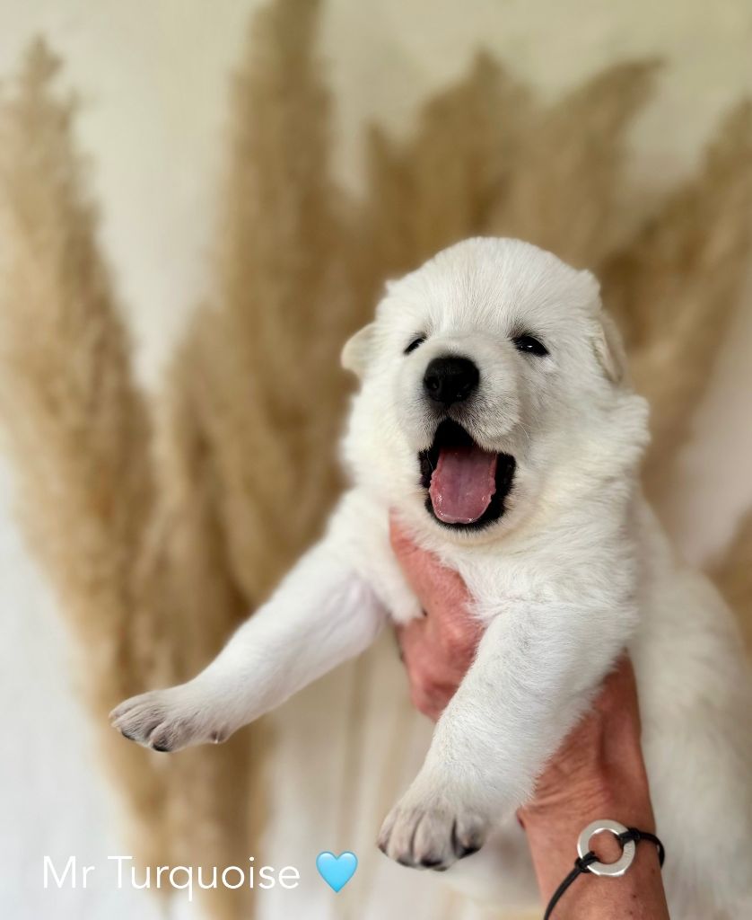 Des Crins D'Or Blanc - Chiots disponibles - Berger Blanc Suisse