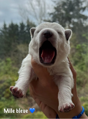 CHIOT