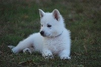 Pepper