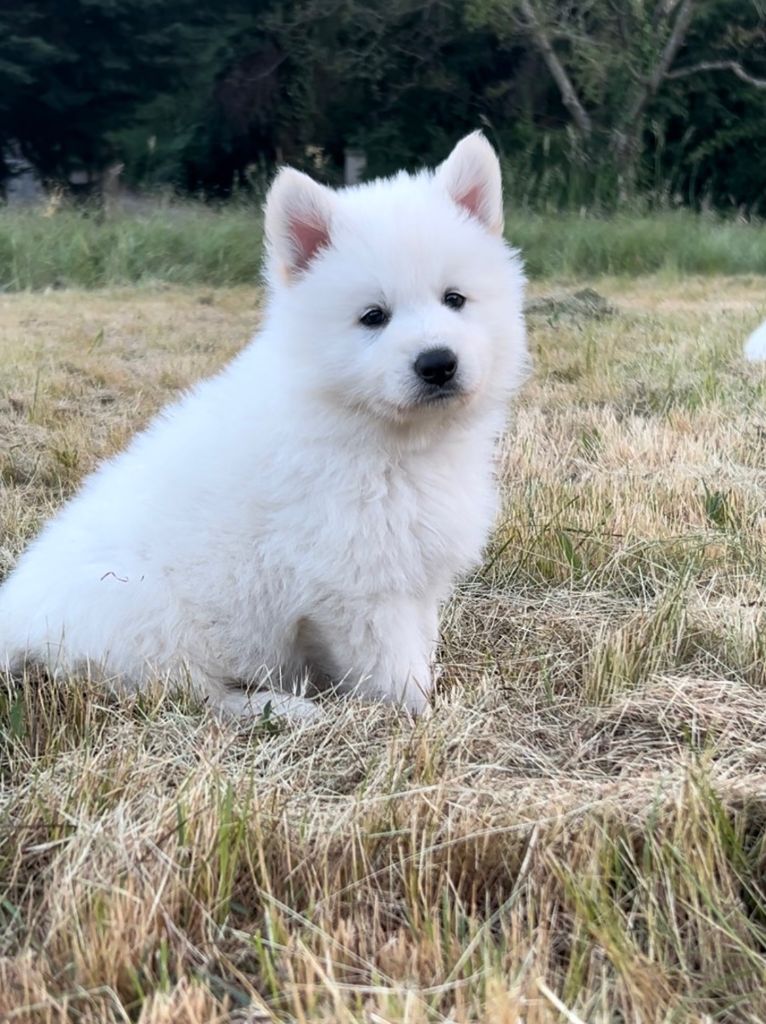 Des Crins D'Or Blanc - Chiots disponibles - Berger Blanc Suisse