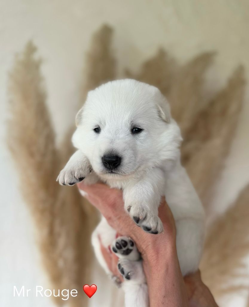 Des Crins D'Or Blanc - Chiots disponibles - Berger Blanc Suisse