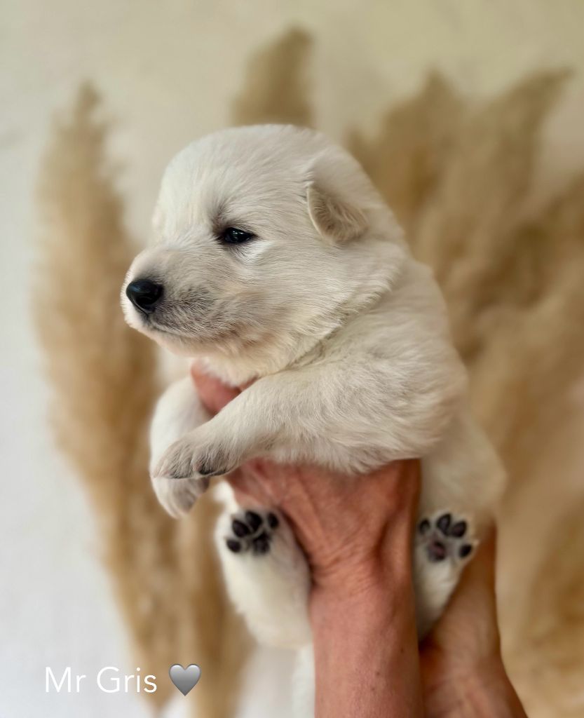 Des Crins D'Or Blanc - Chiots disponibles - Berger Blanc Suisse